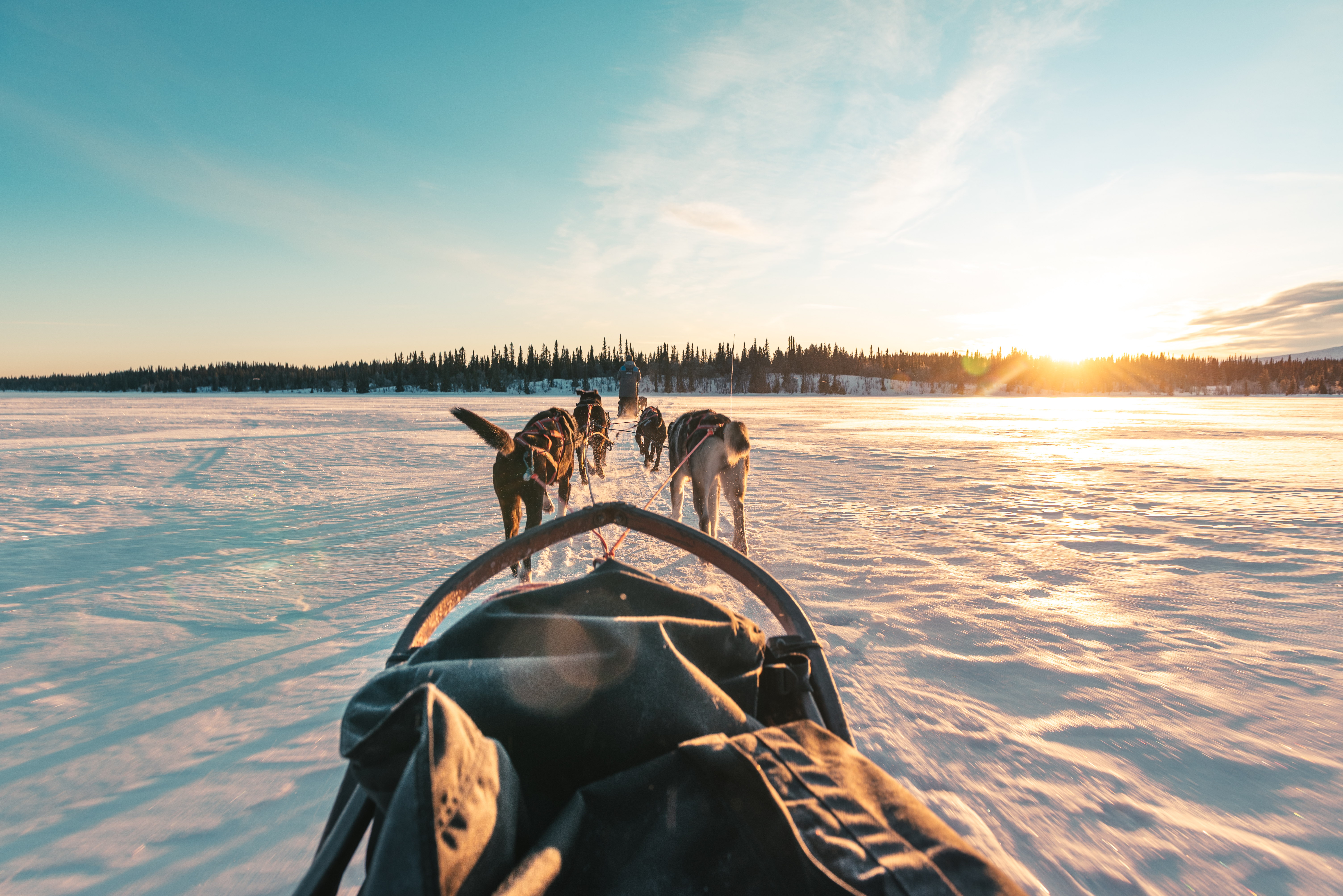 Sled Dogs